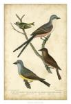 Wilson's Flycatcher