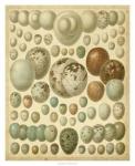 Vintage Bird Eggs I