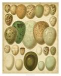 Vintage Bird Eggs II