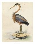 Antique Heron II