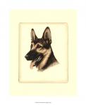 Danchin German Shepard