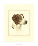 Danchin Brittany Spaniel