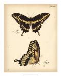 Butterfly Profile I