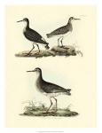 Selby Sandpipers II