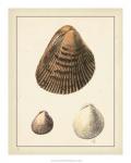 Antique Diderot Shells II