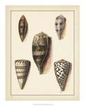 Antique Diderot Shells IV