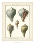 Volute Shells, Pl.390