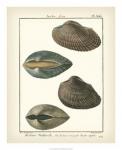 Arche Shells, Pl.306