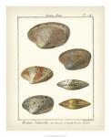 Venus Shells, Pl.281
