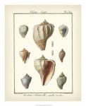 Volute Shells, Pl.384