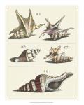 Seashell Menagerie IV