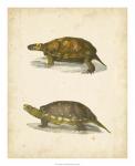 Turtle Duo I