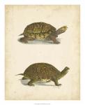 Turtle Duo III
