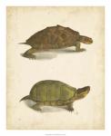 Turtle Duo IV