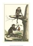 Macaque and Douc Monkeys