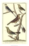 Martinet Bird Family I