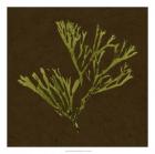 Dramatic Kelp II