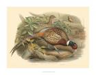 Gould Pheasants I