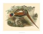 Gould Pheasants II