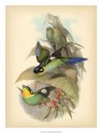 Gould Birds of the Tropics I