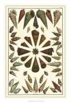 Seba Shell Collection II