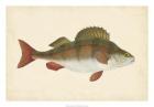 Donovan Antique Fish I