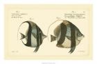 Bloch Antique Fish I