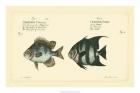 Bloch Antique Fish II
