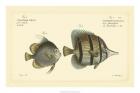 Bloch Antique Fish III