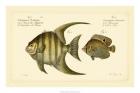 Bloch Antique Fish VI