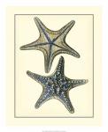 Antique Blue Starfish II