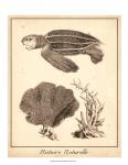 Sea Turtle Study II