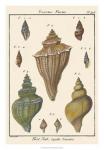 Fuseau Shell pl. 426