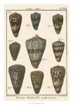 Cone Shell pl. 318