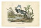 Audubon's Louisiana Heron