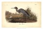 Audubon's Blue Heron