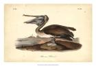 Audubon's Brown Pelican