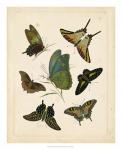 Antique Entomology I