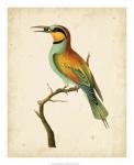 Nodder Tropical Bird I