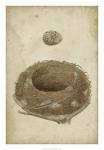 Bird's Nest Study I