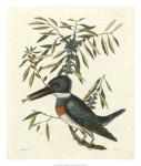 Antique Kingfisher II