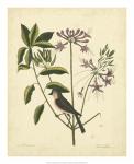 Catesby Bird & Botanical I