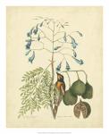 Catesby Bird & Botanical II