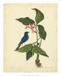 Catesby Bird & Botanical IV