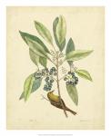 Catesby Bird & Botanical V