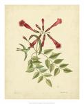 Catesby Bird & Botanical VI