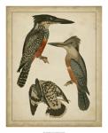 Vintage Kingfishers I