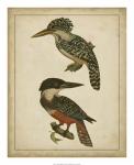 Vintage Kingfishers II