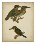 Vintage Kingfishers III