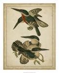 Vintage Kingfishers IV